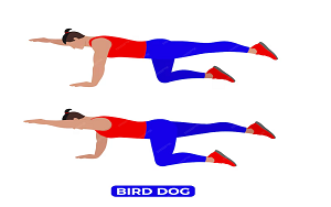 bir-dog